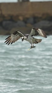 60K views · 1.5K reactions | For ospreys, it’s all about energy efficiency. Once they make the plunge, they take on a little bit of water and in order to stay compliant with the FBECA (Flying Bird Energy Conservation Act) they must somehow shed that additional water. No better way than a midair shimmy shake. If you are lucky enough to have a darker color background you can see just how much water they manage to shake off. | Mark Smith Photography | Facebook