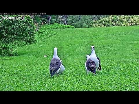 Morning Bout Of Courtship Dancing On Kauai Laysan Albatross Cam– April 12, 2018