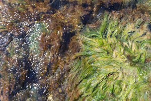 Purple Sea Moss vs. Irish Sea Moss
