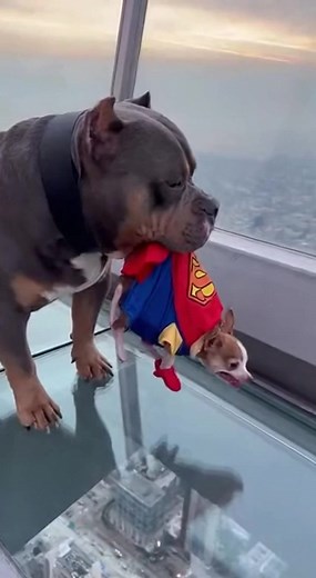 Titan Tests the Glass Sky Bridge by Throwing Peanut First — Chihuahuas Hilarious Panic Reaction Has Everyone Crying of Laughter 😂🐾🌉 #fypシ #dog #funnyvideos #husky #bullydog | Joshua Geake