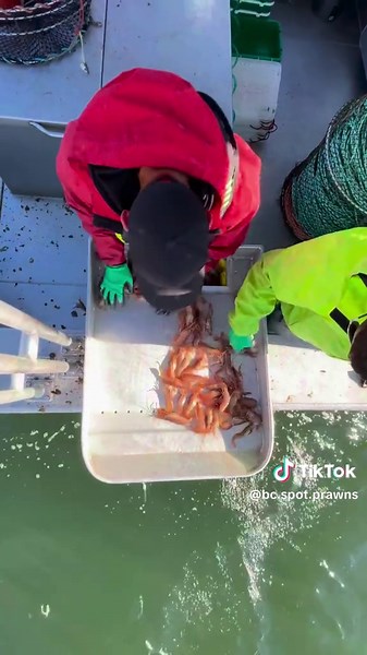 Understanding BC Spot Prawn Season and Trap Management