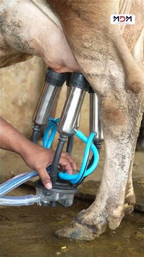 Maha Milking Machine – Compact, Powerful & Efficient Milking Solution for Dairy Farmers