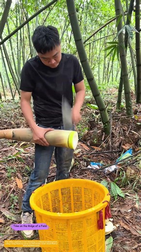 Slicing the Bamboo Heart: How a Single Cut Unlocks a Forest Harvest