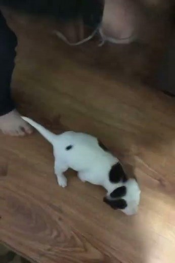 Beagle Lab Mix Puppies 🐶