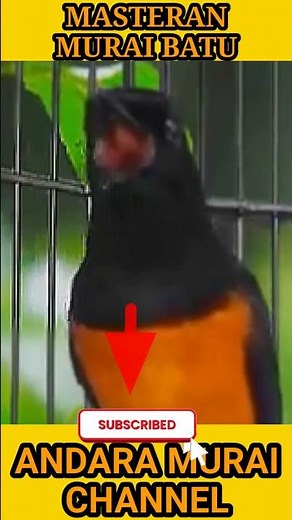 Ultimate Bird Chirping Compilation 🐦 | Relaxing Nature Vibes for Focus & Stress Relief #shorts