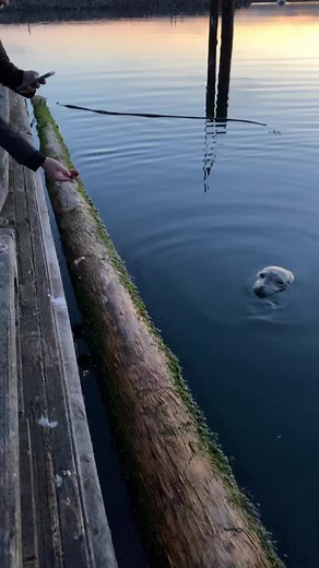 #fishing #bc #oceanfishing @tanissmarie #fallin #soked #sealattack