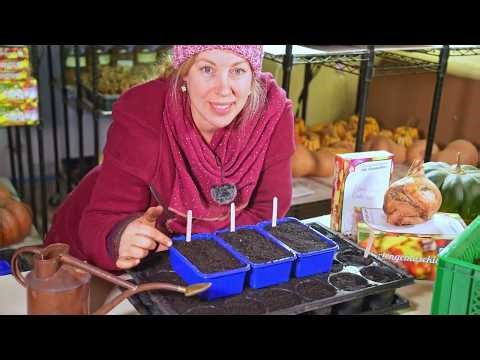 Sowing in January. What is the best place to start seedlings?