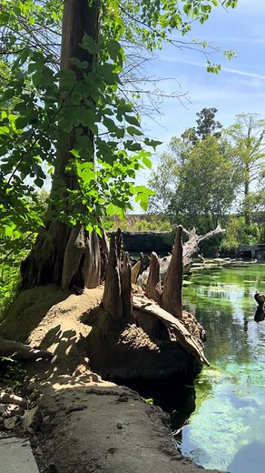 This view can’t be beat! Our Skywater Exhibit is 175,000 Gallons and home to over 120 species. Due to it being an open-air exhibit, we recieve lots of wild, native visitors as well! #FlintRiverQuarium #aquatic #wildlife #animals #aquaticlife #water #albany #fyp #aquariumlife #aquarists #conservationtok