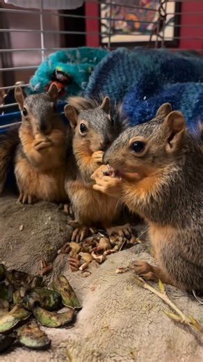 Squirrel Boxes on Instagram: "One of the most rewarding things I have ever done was hanging my camera boxes. Through them, I was able to step in at the right moment, rescue these little ones, and get them to the right place so they had a real chance to survive. Watching that transformation never gets old. They did not just make it through, they grew stronger, more confident, and truly thrived. Being able to witness that journey up close changed how I see responsibility and timing. It showed me h