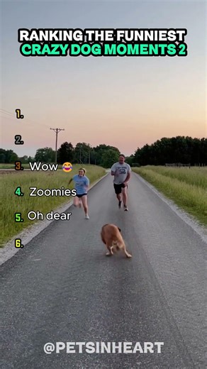 THESE DOGS LOST THEIR MINDS! 😂 Crazy Pet Moments Ranking #shorts