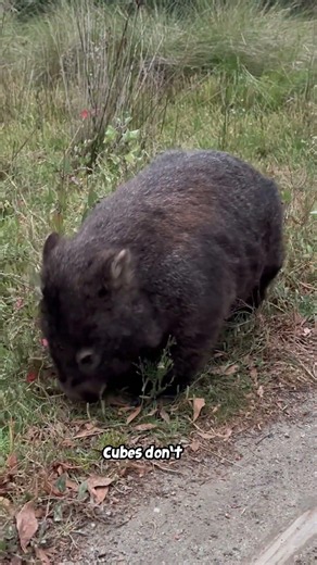 Wombats Poop Cubes 🤯🟫 #amazingfacts #facts #animalfacts #interestingfacts #naturefacts