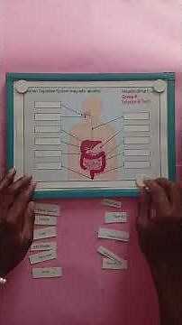 interactive digestive system for Grade 4,5,6