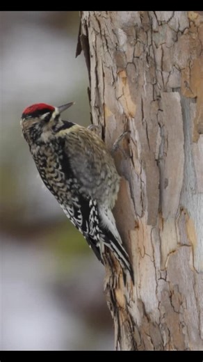 Gary G Koenig on Instagram: "Yellow-bellied Sapsucker: Yellow-bellied sapsuckers drill neat rows of sap wells in living trees, then return repeatedly to lap up the sugary sap and the insects it attracts. These sap wells also feed other animals, including hummingbirds, warblers, butterflies, and bats, effectively turning the sapsucker into a food provider for many forest specie #naturephotography #wildlife #wildlifephotography #nature #reels #reelsofinstagram #shotoncanon #birds #birders #birders
