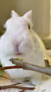 #Spring is here, the apple tree branches are budding, and I’m eating them! Yay! 🌳 #bunnylife #enrichment | Bernie Bunny