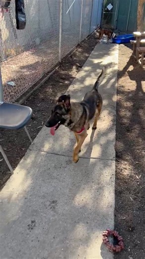 Hayward Animal Shelter Volunteers on Reels