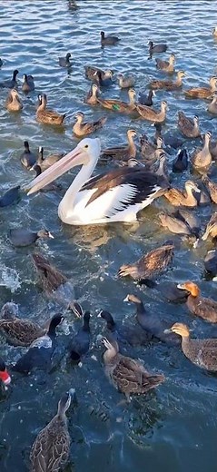 Pelican vs. Ducks #pelican #ducks #burdfight