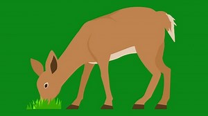 Deer Animation Green Screendeer Walkingdeer Eatingdeer Stock Footage Video (100% Royalty-free) 3465669025 | Shutterstock