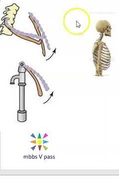 Anatomy Thorax 219 pump handle movement ribs sternum anteroposterior diameter respiration viva mcq