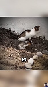 2.3K views · 35K reactions | This Mama Cat’s Toilet Training Skills Will Amaze You! | Petsux | Facebook