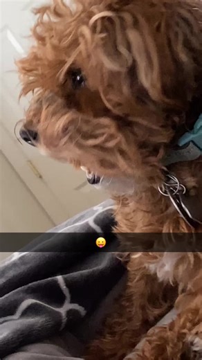 hi teddy