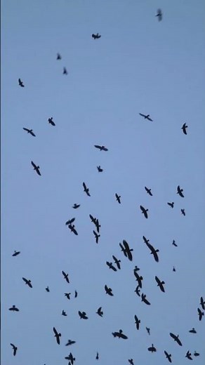 Crows Sound (Flying Crows)