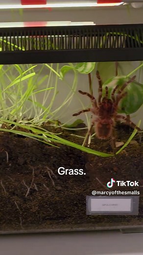 Exploring the World of Tarantulas: Fascinating Facts