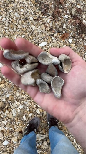 10 mins fossil hunt in North Texas #fossilhunting #texas #fossils #Cretaceous