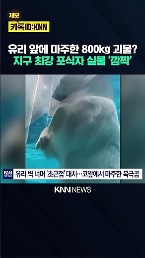 The chilling eyes of a predator outside the window: An epic moment of encountering a giant polar ...
