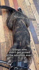 83K views · 2.2K reactions | The dogs who didn't find families  These 9 pups got no applications after last weekends adoption event. Dogs of all sizes, energy levels, and personalities. We have a dog for everyone, you're just an adoption application away from getting the process started! Help us spread the word and find homes for these sweet pups https://redemptionpaws.org/adoptables/ #adoptme #adoptionevent #torontodogs #dogrescue #redemptionpaws | Redemption Paws | Facebook