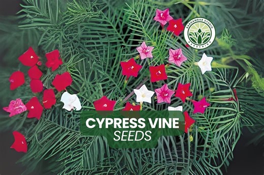 50 Cypress Vine Seeds: Hummingbird-attracting Star Flowers - Etsy