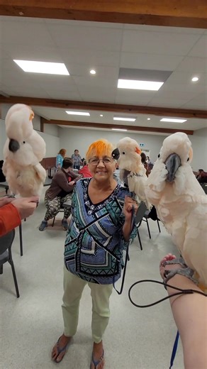 Everybirdie has that friend... Moluccan Dance - Will Max Join in with Pumpkin & Thumper? #Moluccans #birdsdance #ParrotClub | Max the Moluccan