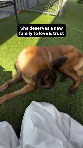 🆘 CRITICAL in California 🐕ADOPTER Urgently needed for BABY, a Beautiful 1 yr old #BelgianMalinois BABY is looking for an Hero to save Her from Baldwin ParkACC, LA, California To ADOPT: >Go to Baldwin ParkACC>Ask for ID: #A5760158>ADOPT BABY 🐕>Drive off into the Sunset 🌅 Or PLEDGE for a Rescue 🛟 If you can FOSTER BABY Please reply below