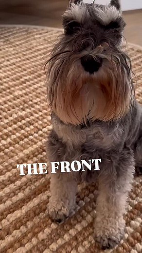 What’s your favorite angle ? 🤣 Schnauzer 360 #littlemrminiman #suggsandlewisfish #suggsandlewis #schnauzerbrothers #schnauzershenanigans #lewisfish #miniatureschnauzers #dogfluencer #dogoftheday | Suggs Reed Lewis Schnauzer Brothers