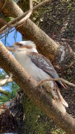73K views · 3.1K reactions | Kookaburra: The Iconic Bird of Australia...