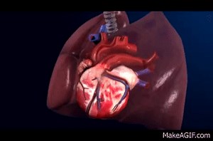 How the Heart Pumps Blood - 3D Heart Animation || ABP © on Make a GIF