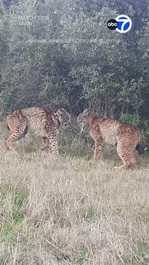 2 Iberian Lynx go head-to-head