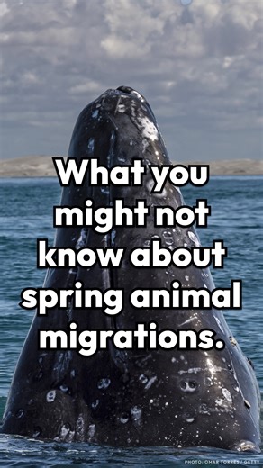 As we celebrate the start of spring, it’s time to look at three animals that make epic migrations every year. | Smithsonian Magazine