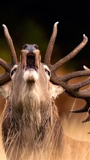 Caribou Reindeer 🦌 sounds great Natural habitat 👍 #shorts