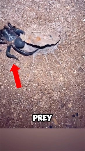 3 Animals with crazy hunting tricks #facts #animalfacts #wildlife