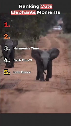 Top 5 Ranked Elephant Moments