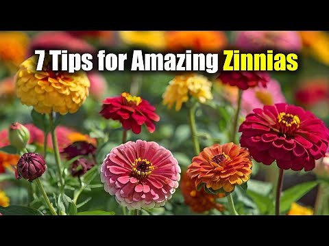 7 Tips for Amazing Zinnias: Mastering Zinnia Care & Maintenance