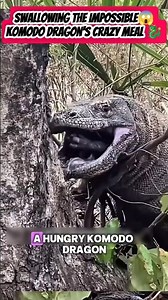 Komodo Dragon Tries To Swallow The Impossible😱, #short #viral #komodo #animals