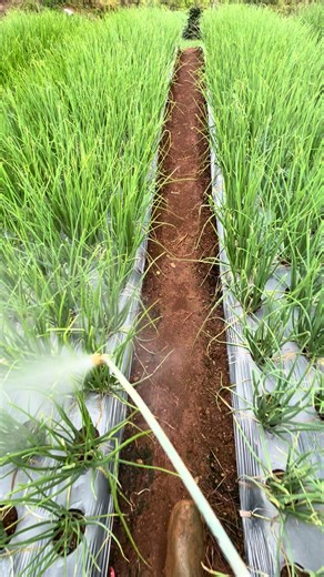 Discover Indonesian Farmers and Their Red Onion Farming