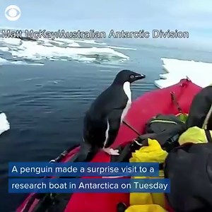 4K views · 54 reactions | POPPING PENGUIN: Researchers in Antarctica were surprised by a little penguin who popped right up on to their boat for a quick visit  (via CBS News) | WTVR CBS 6 News | Facebook
