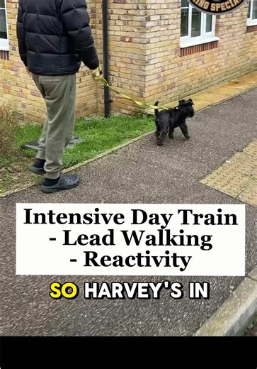 Training Harvey the Schnauzer for Reactivity and Loose Leash Walking
