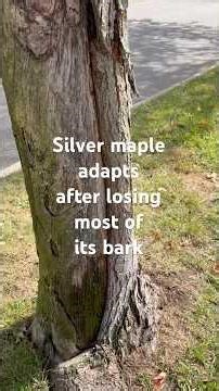Silver maple adapts after losing most of its bark! #tree #biology
