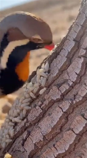 Hen’s First Lesson: Chicks Peck Ants Together #beautiful