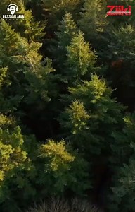 PASSION JAVA RECORDS on Instagram: "Dropping Tomorrow 🔥🔥🔥🔥🔥 @roki ft Kadjah @prophetpassion @bosslashaanofficial @roki_zw @director_kenny @kadjahofficial @ziikimedia"