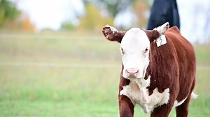 弄 Cheers 弄 Here’s to one heck of a set! Time is dwindling down on the opportunity to get one bought out of the Ollerich/Springwater sale! Head over to Smart Auctions now and get after your favorite! | Focus Marketing Group | Facebook