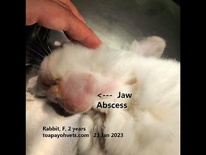 VET CASE STUDY. Treatment of a jaw abscess in a rabbit.